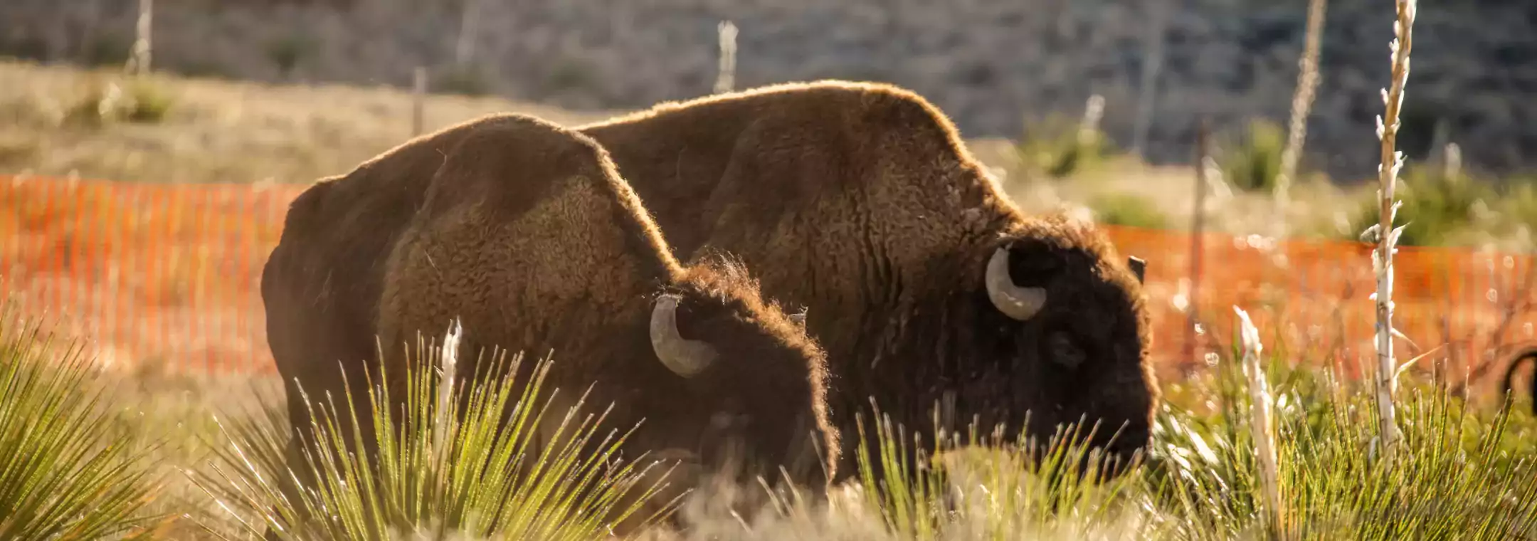 03 elcarmen-_DSC6199-1100.jpg